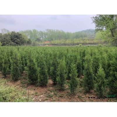 安徽1米紅葉石楠球 安徽1米石楠球報價 今年1米紅葉石楠球本