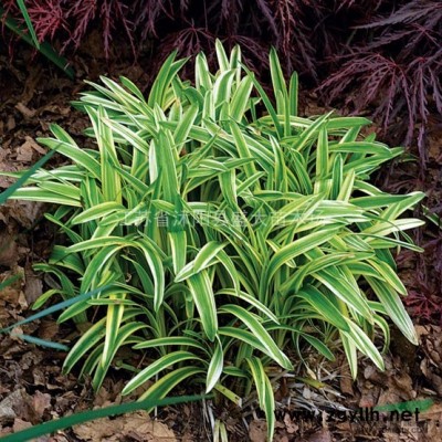 低價供應(yīng) 連翹 各種規(guī)格都有