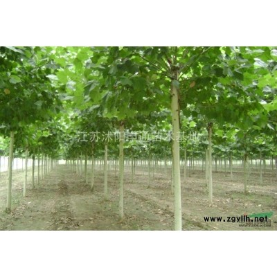 連翹 連翹*新報價