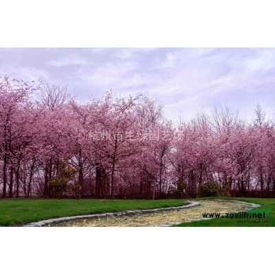 連翹/蕭山*新供應連翹