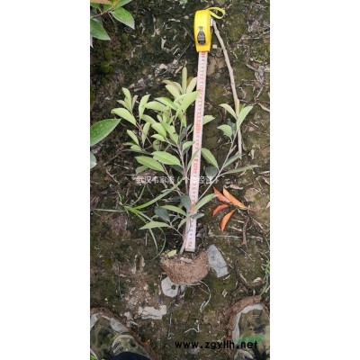 紅葉石楠，金森女貞，小葉梔子