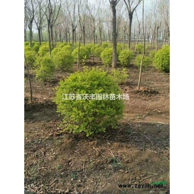 低價供應紅葉石楠球20-400毛球，50-400紅葉石楠精球