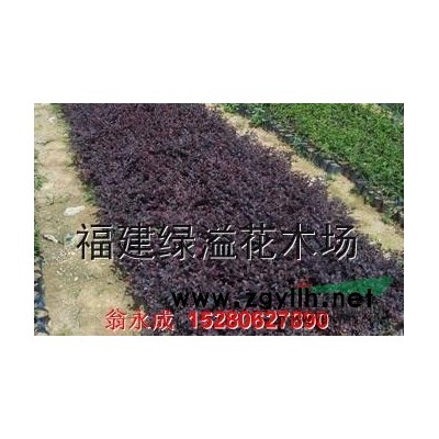 供應高干紅葉石楠