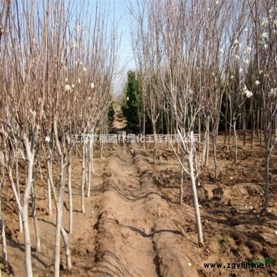 江蘇10公分紅葉石楠樹價格12公分紅葉石楠樹價格便宜