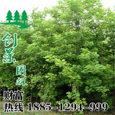 當季精品連翹苗木出售、連翹苗、連翹球