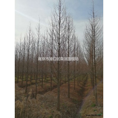 1.8米紅葉石楠球-p180公分紅葉石楠球-基地貨源批發