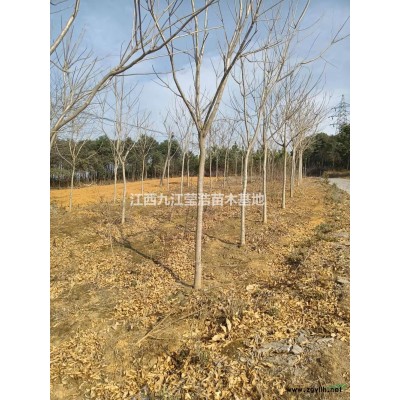 紅葉石楠小苗 紅葉石楠杯苗行情報(bào)價(jià)/紅葉石楠小苗 紅葉石楠杯苗圖片展示