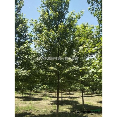 精品紅葉石楠球 特價紅葉石楠球 優質紅葉石楠球供應商行情報價