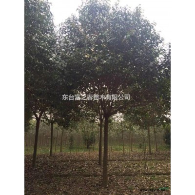 紅葉石楠 ，紅葉石楠球，紅葉石楠小苗哪里好哪家便宜