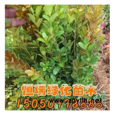 連翹小苗行情報價/連翹小苗圖片展示