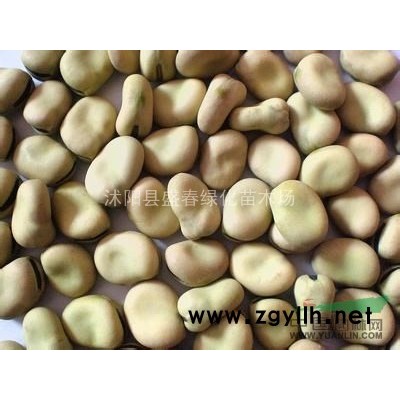 批發(fā)各種林木種子 連翹種子 新種子 提供種植技術(shù) 包發(fā)芽