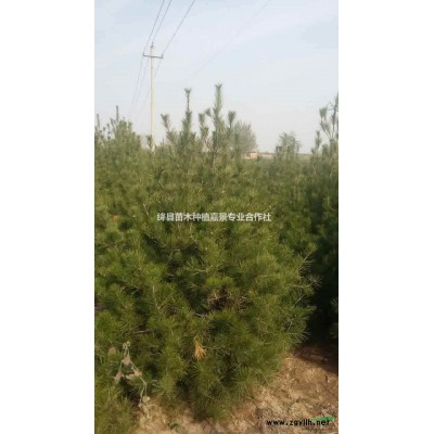 鈣果苗連翹苗蘋果苗梨樹苗杏樹苗葡萄苗