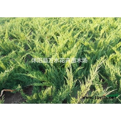 連翹苗，黃老虎樹樁，連翹供應*低報價江蘇地