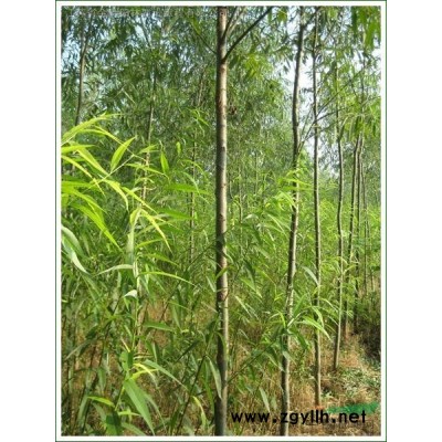 3-5分支紅葉小檗，金葉女貞，黃馨，連翹衛(wèi)矛