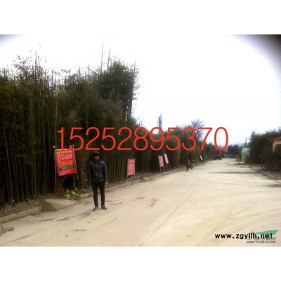 海濱木槿 連翹 接骨木樹苗長期供應