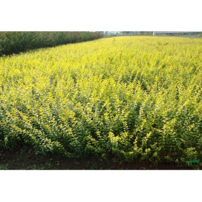 蕭山連翹1-2年苗，苗粗壯齊整，無病害