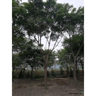 紅葉石楠16杯1.2元30米植帶19元