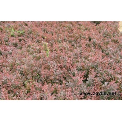 連翹苗，連殼種子，花灌木