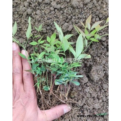 紅葉石楠盆栽小杯大杯球型灌木綠化工程用