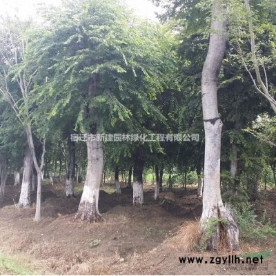 供應：金銀木、紅葉石楠、瓜子黃楊、棣棠、流蘇、紫丁香、龍柏