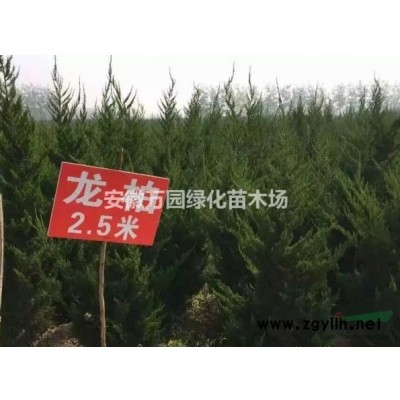 1米紅葉石楠球價格1米以上冠幅紅葉石楠球價格報價