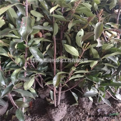 江蘇夢福園林常年供應(yīng)連翹種子 連翹種子低價批發(fā)