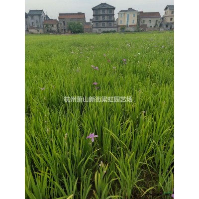 2022年紅葉石楠柱價格，蕭山紅葉石楠柱，精品紅葉石楠柱