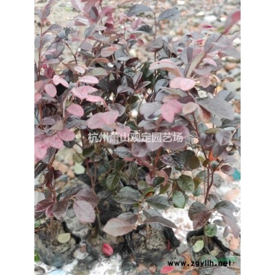 杭州供應紅葉石楠工程.H60—70cm。H80—100cm高。P30cm優(yōu)質(zhì)小毛球