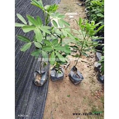 紅葉石楠高度30-50 漳州基地直發