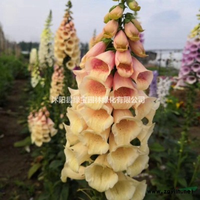 哪里有賣紅葉石楠種子的公司？