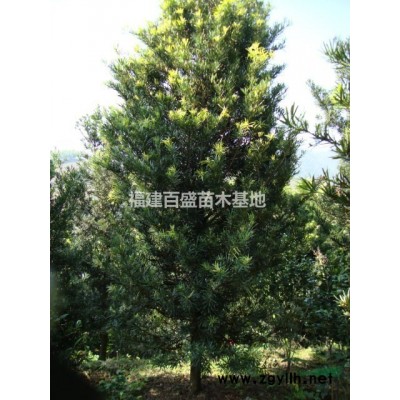 供應茶花、桂花、梔子花、翠蘆莉、金邊假連翹、毛杜鵑