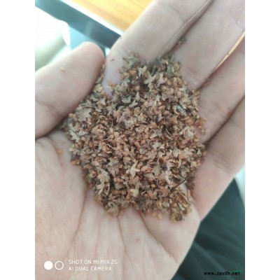 遼寧省鐵嶺市東北連翹種子