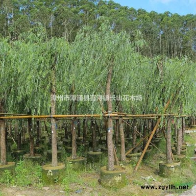 福建金邊假連翹哪里好/哪家便宜