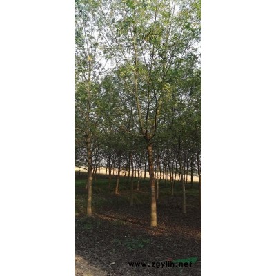 湖南益陽供應8一15Cm紅葉石楠