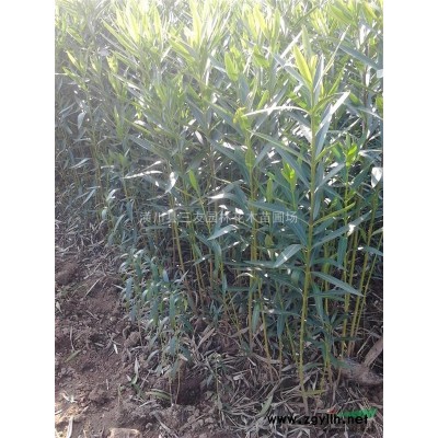 供應(yīng)金絲桃、迎春、連翹、紅花草、金葉女貞、小葉女貞