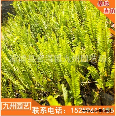 福建紅葉石楠小苗便宜 漳州有紅也是那小苗批發 今年紅葉石楠小