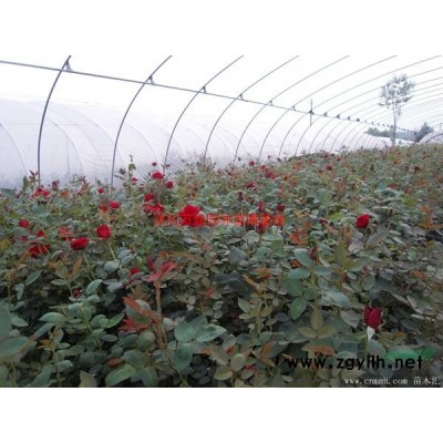 萬綠園林四季桂花圖片-四季桂花價格-綠化苗木苗圃基地直銷