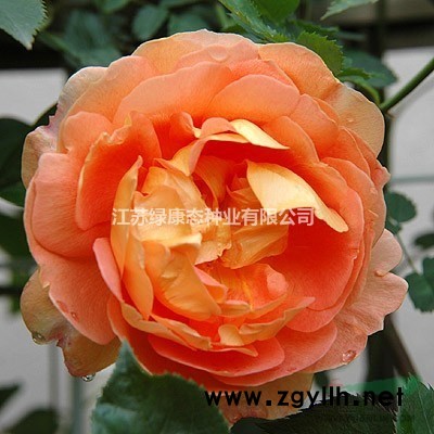 江蘇【綠康態苗木供應】低價售薔薇.連翹、迎春.各種月季