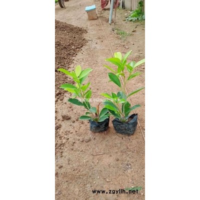 花葉假連翹 高度25以上 漳州基地直發