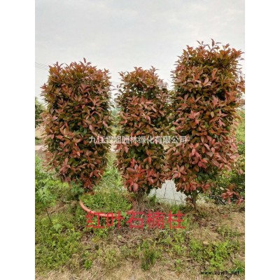 江西紅葉石楠柱介紹/特征/用途