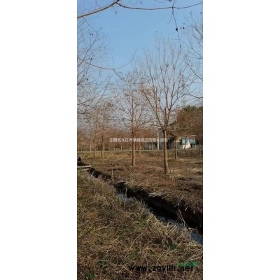 江西紅葉石楠/九江紅葉石楠/紅葉石楠產地/紅葉石楠大小苗木