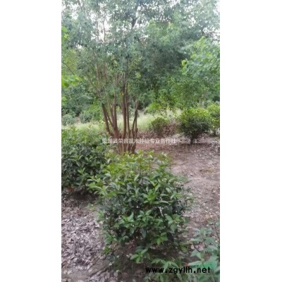 常州紅葉石楠球南京紅葉石楠球合肥紅葉石楠球。