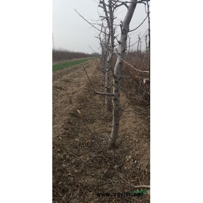 連翹苗，1之2年連翹苗價格，連翹苗哪里山西藥用連翹苗哪家好，