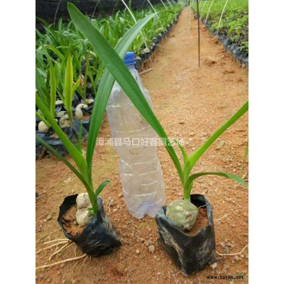 福建漳州金邊假連翹球各種規格批發   金邊假連翹價格