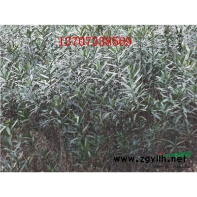 供應湖南苗木 綠化苗木 行道大樹 紅葉石楠 杜鵑 香樟