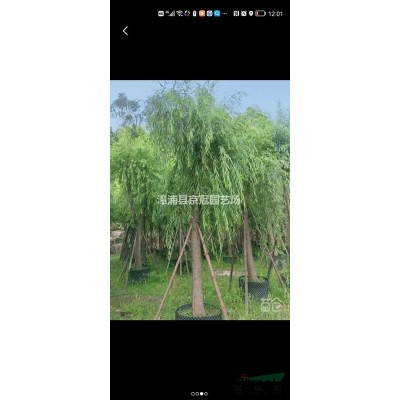 福建漳州地區(qū)供應紅葉石楠 高25到35cm 冠幅15到25cm 價格電議