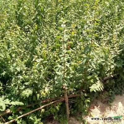 1年藥用連翹苗，2年連翹苗價格，50公分連翹苗價格