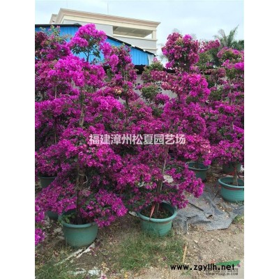 福建金葉假連翹小袋苗批發(fā)，漳州金邊假連翹小苗的價(jià)格