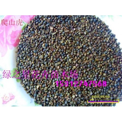 大量供應連翹,衛(wèi)矛,扶芳藤,五葉地錦 種子種苗