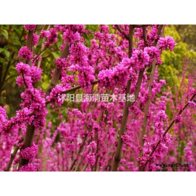 江蘇高桿紅葉石楠目前批發(fā)價格是多少